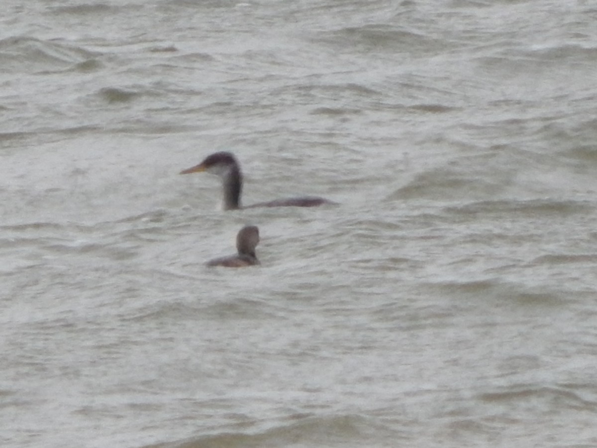 Red-necked Grebe - ML294308191