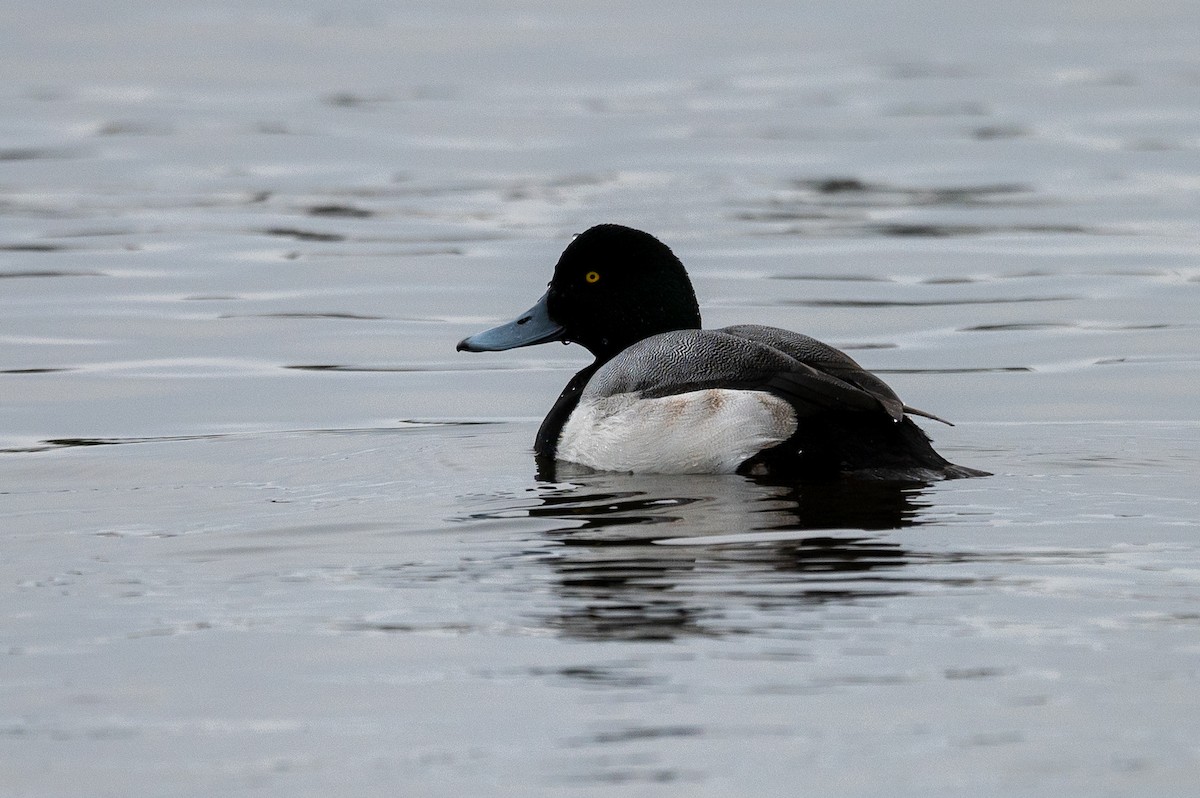 Greater Scaup - ML294310061