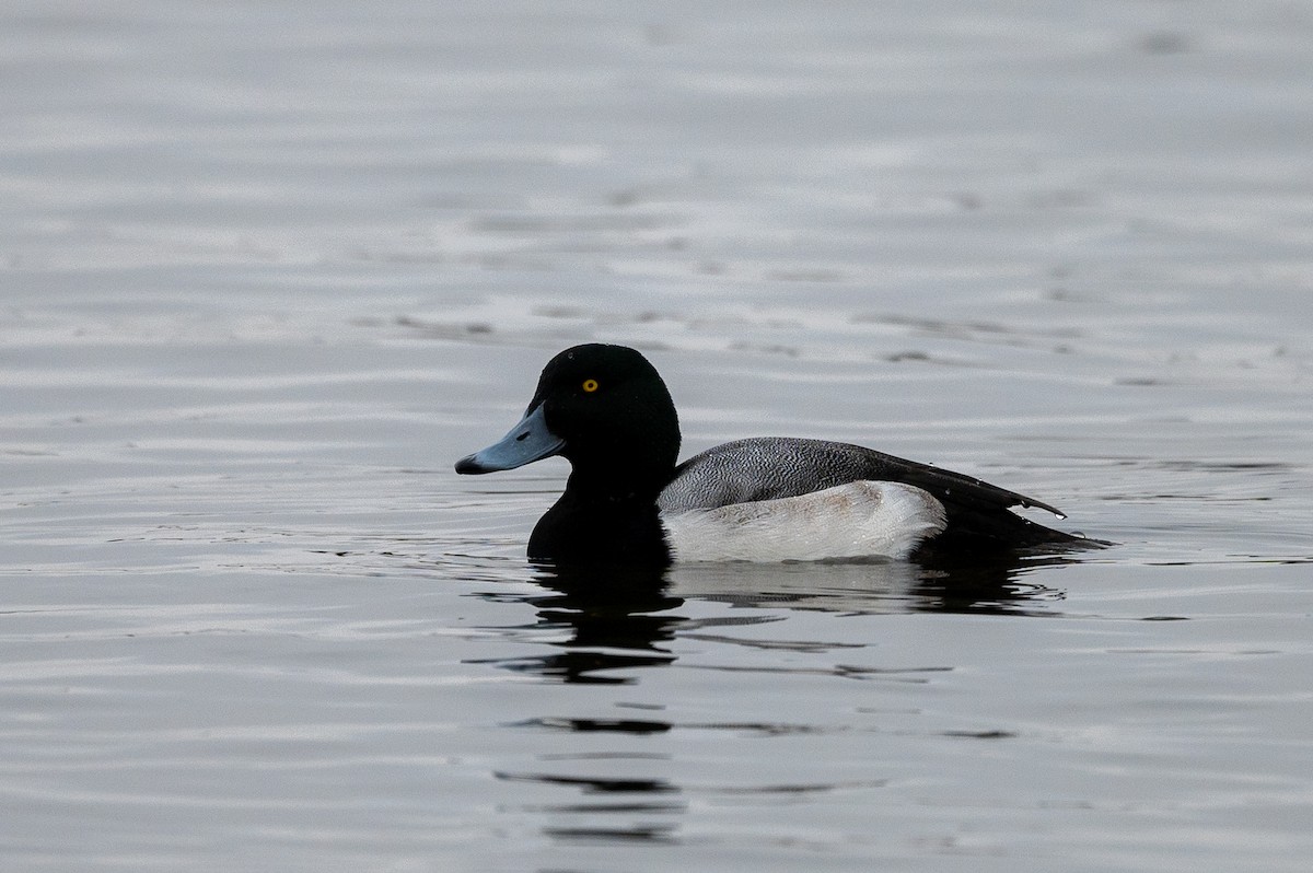 Greater Scaup - ML294310071