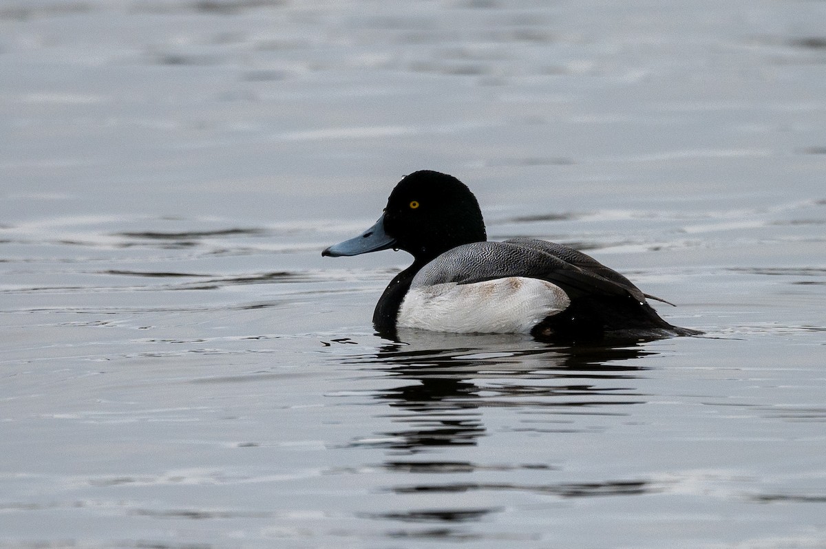 Greater Scaup - ML294310081