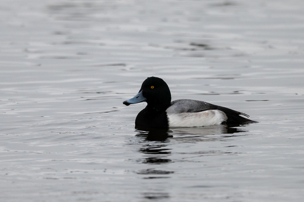 Greater Scaup - ML294310091