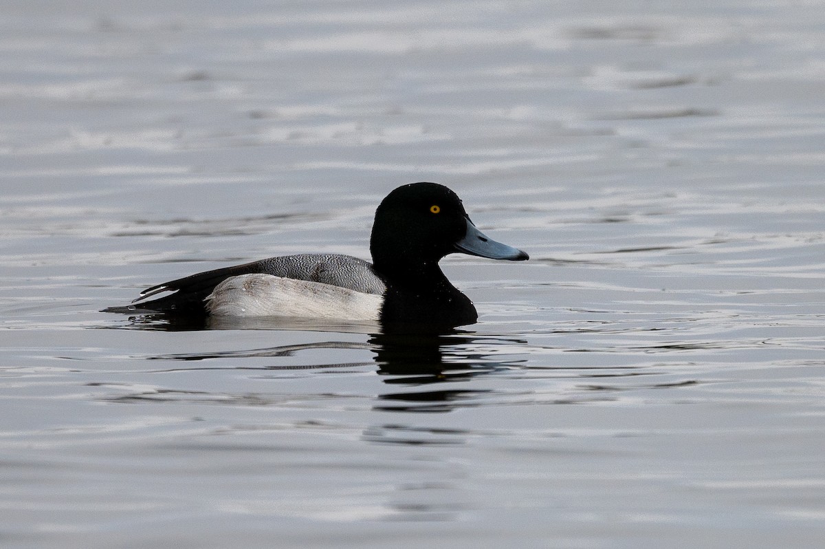 Greater Scaup - ML294310111