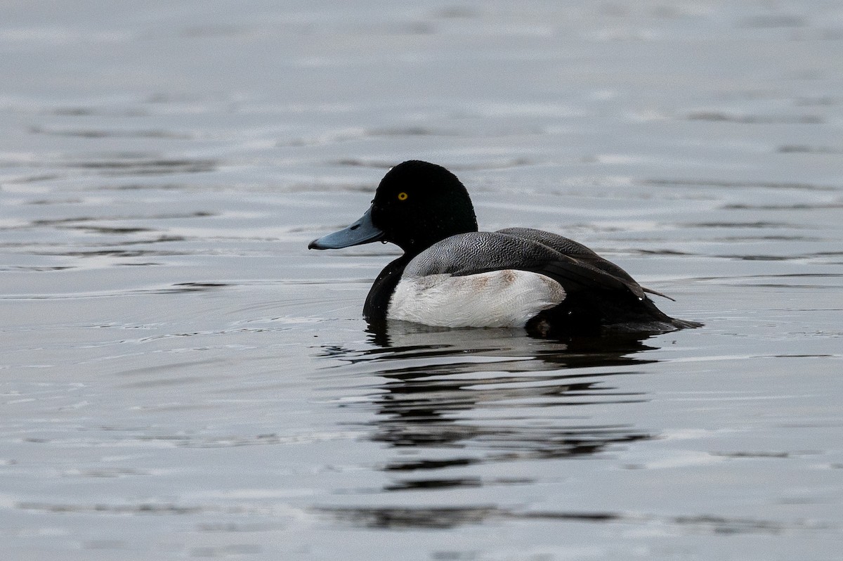 Greater Scaup - ML294310121