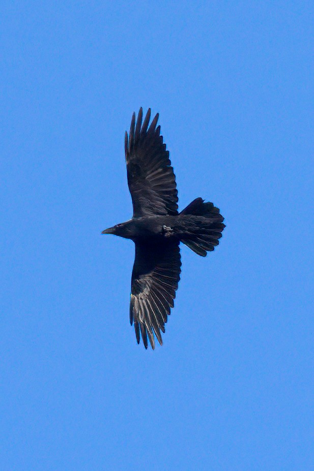 Common Raven - ML294310301