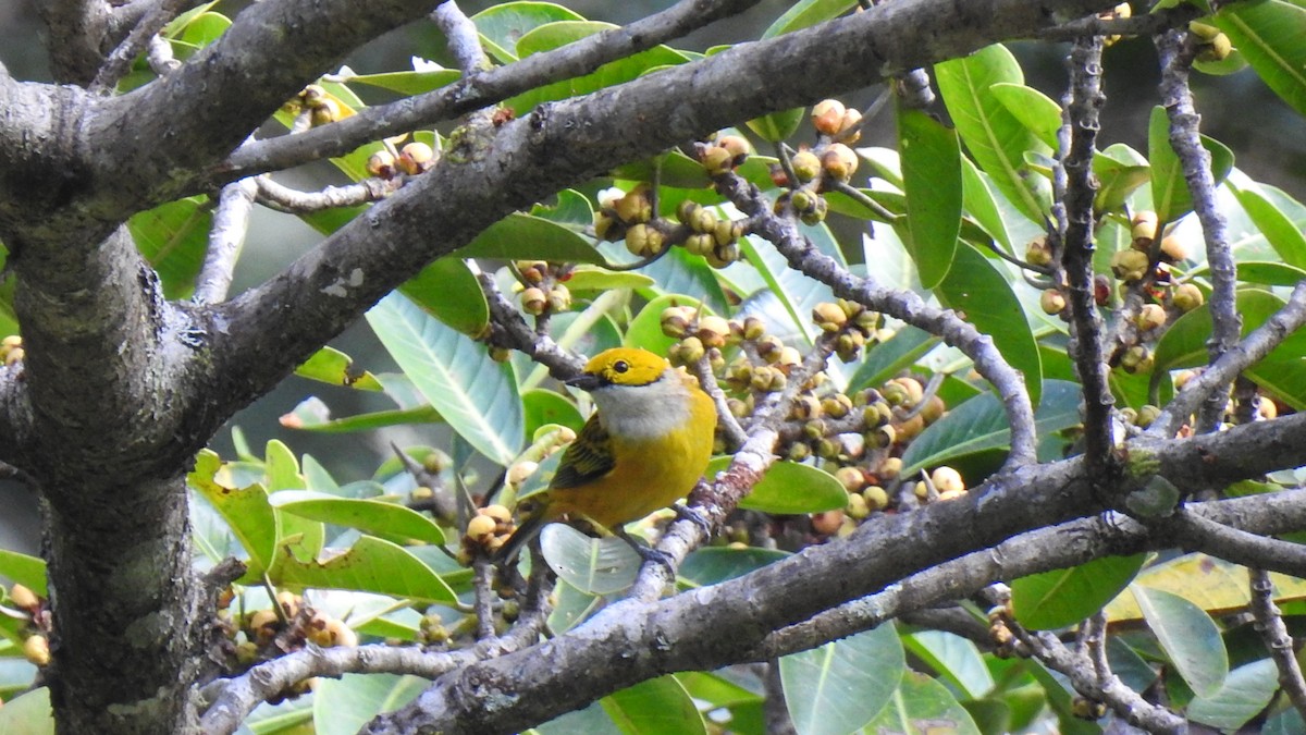 Silver-throated Tanager - ML294316051