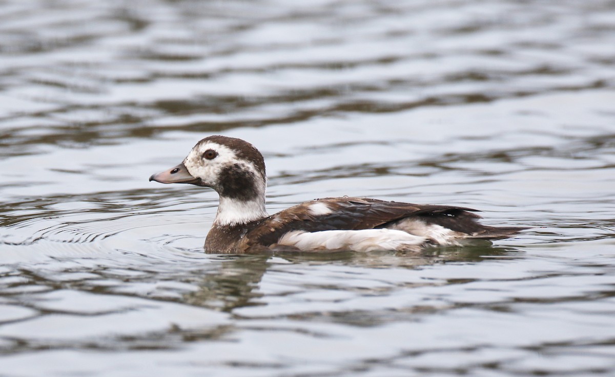 Long-tailed Duck - Pete Sole