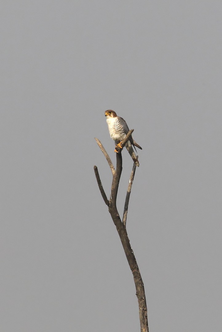 Red-necked Falcon - Nitin Srinivasa Murthy