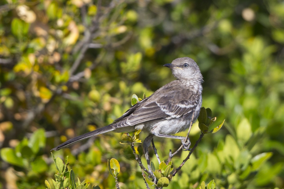 Northern Mockingbird - Loni Ye