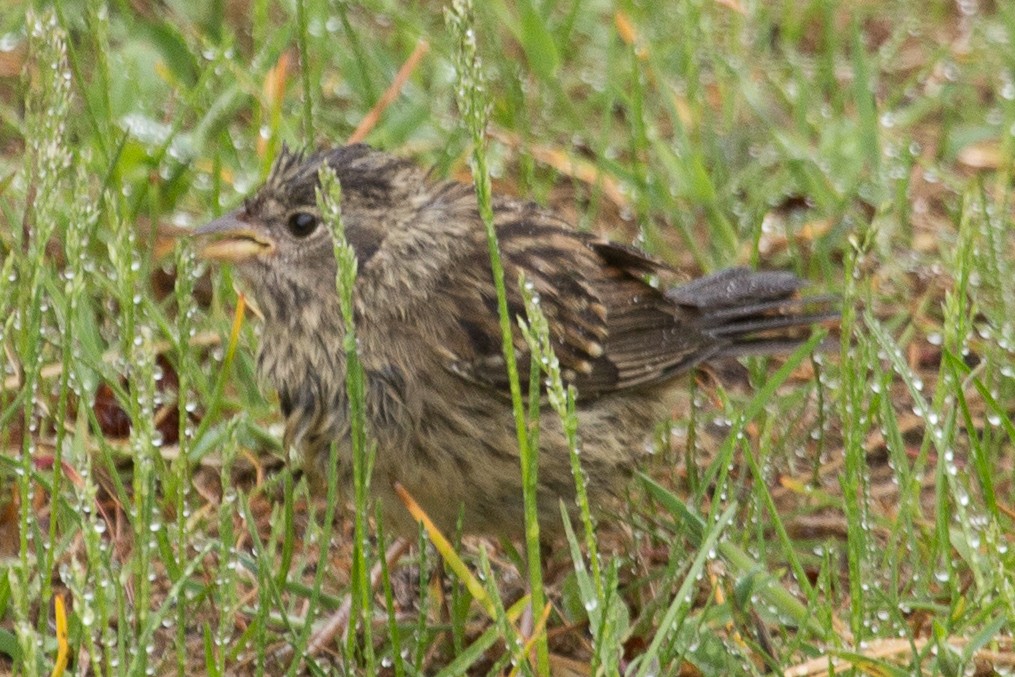 new world sparrow sp. - Shelly Dunn