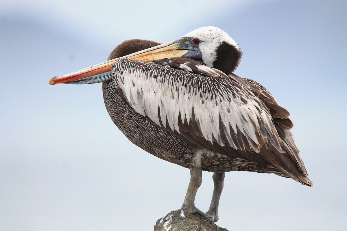 Peruvian Pelican - Meghin Spencer