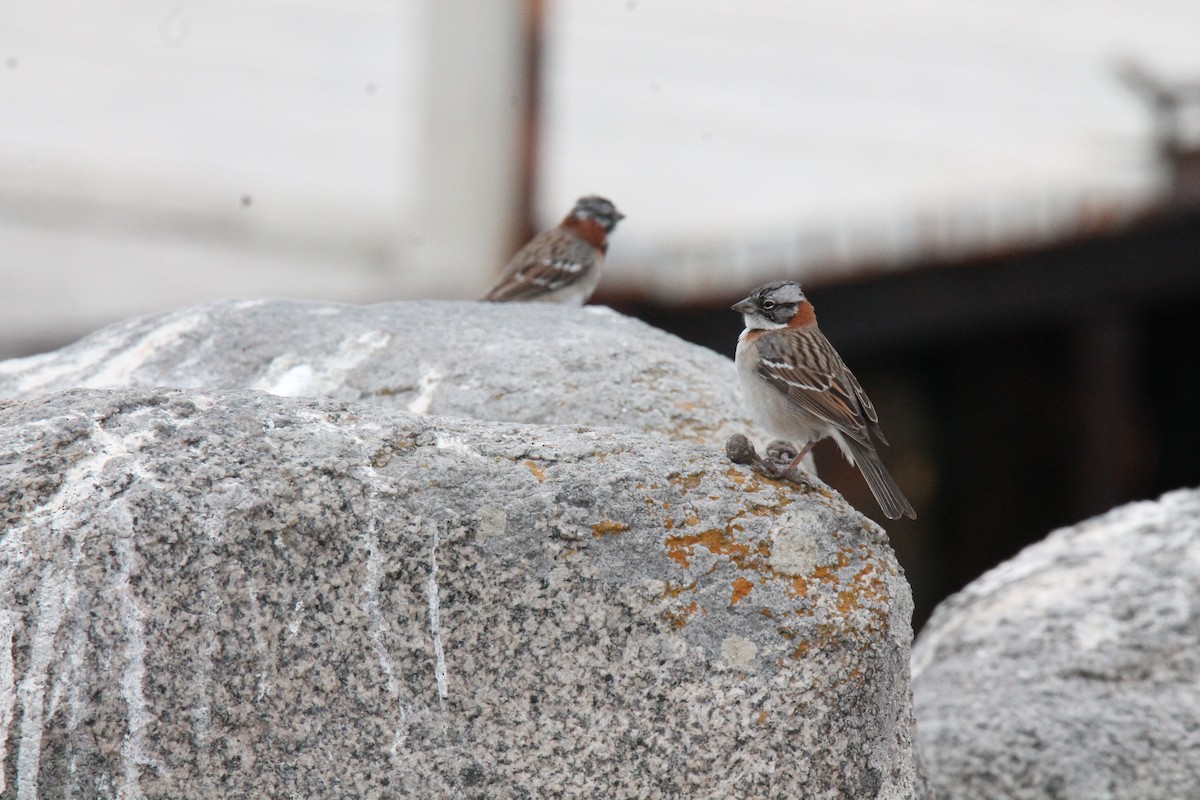 Rufous-collared Sparrow - ML294352761