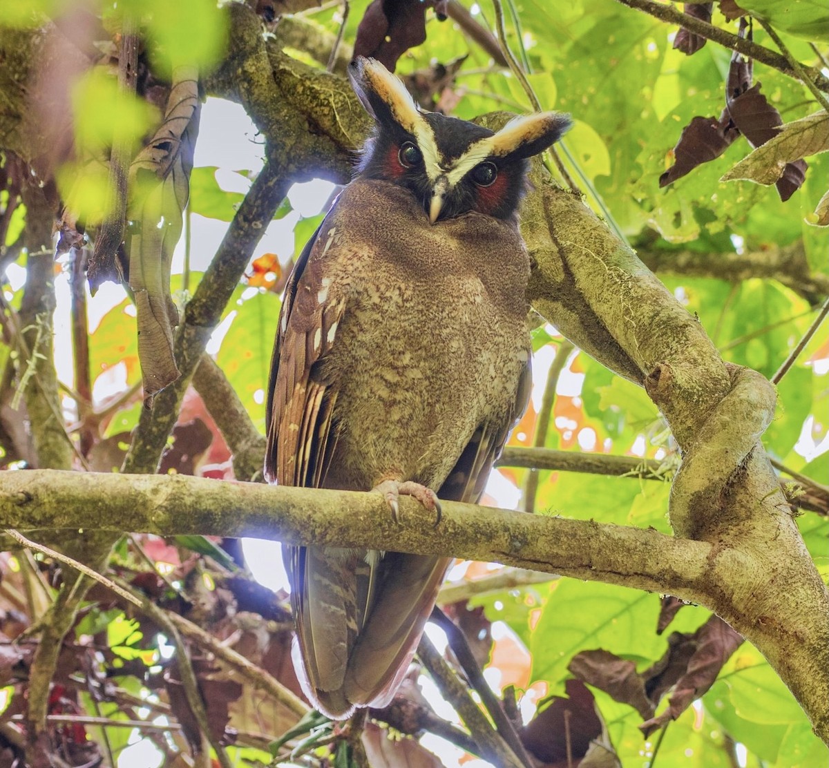 Crested Owl - ML294354621