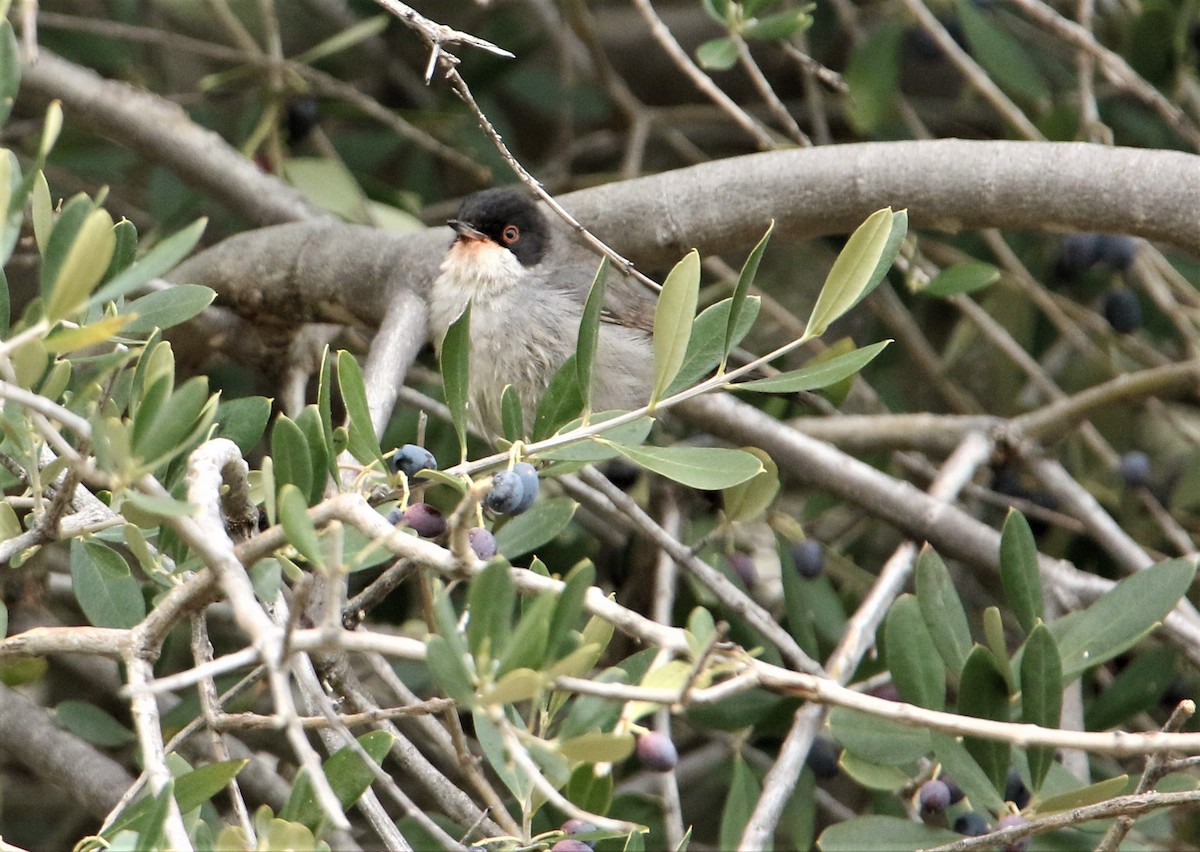 Sardinian Warbler - ML294366151