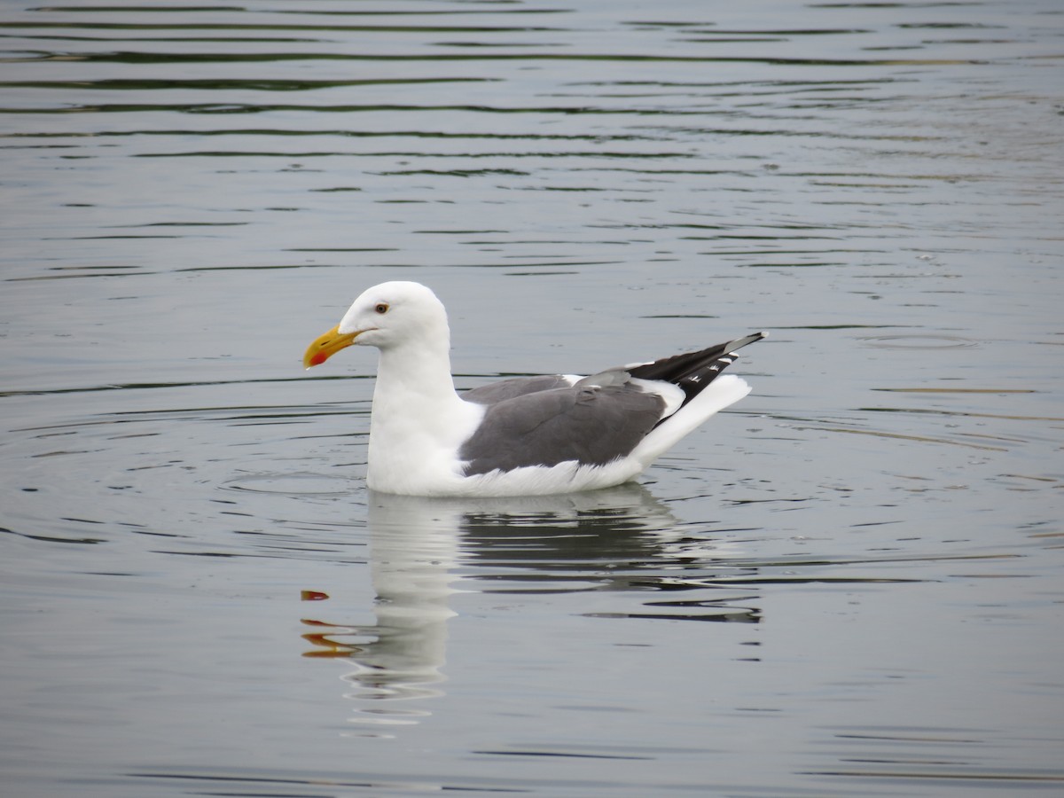 Yellow-footed Gull - ML294371321