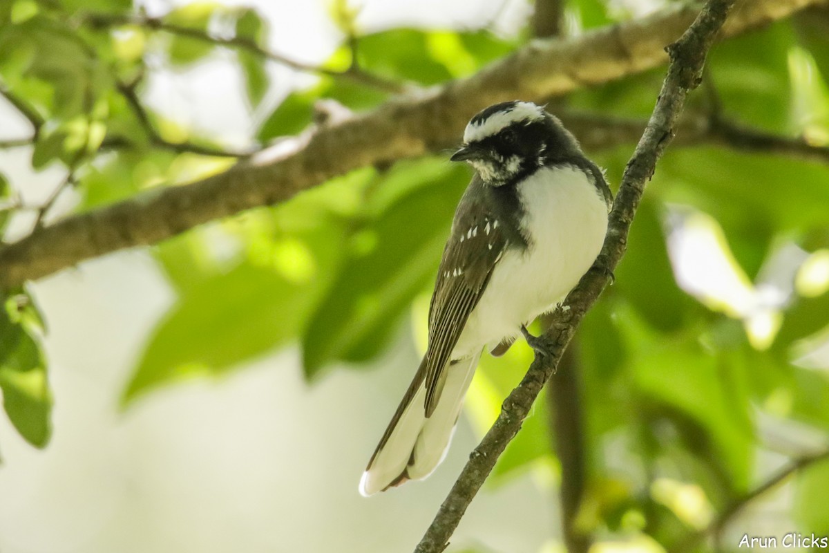 White-browed Fantail - ML294372921