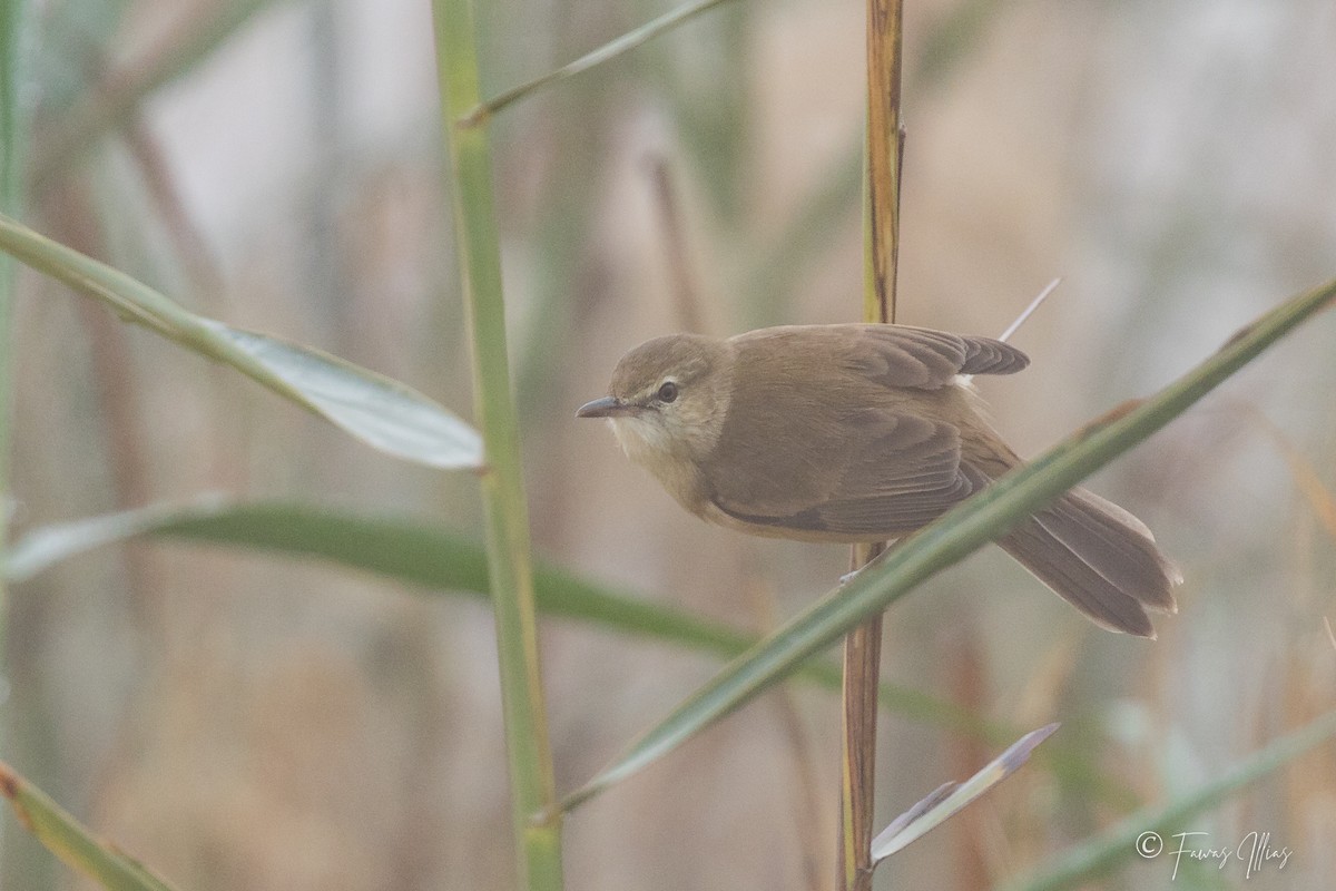 Common Reed Warbler - Fawas Illias