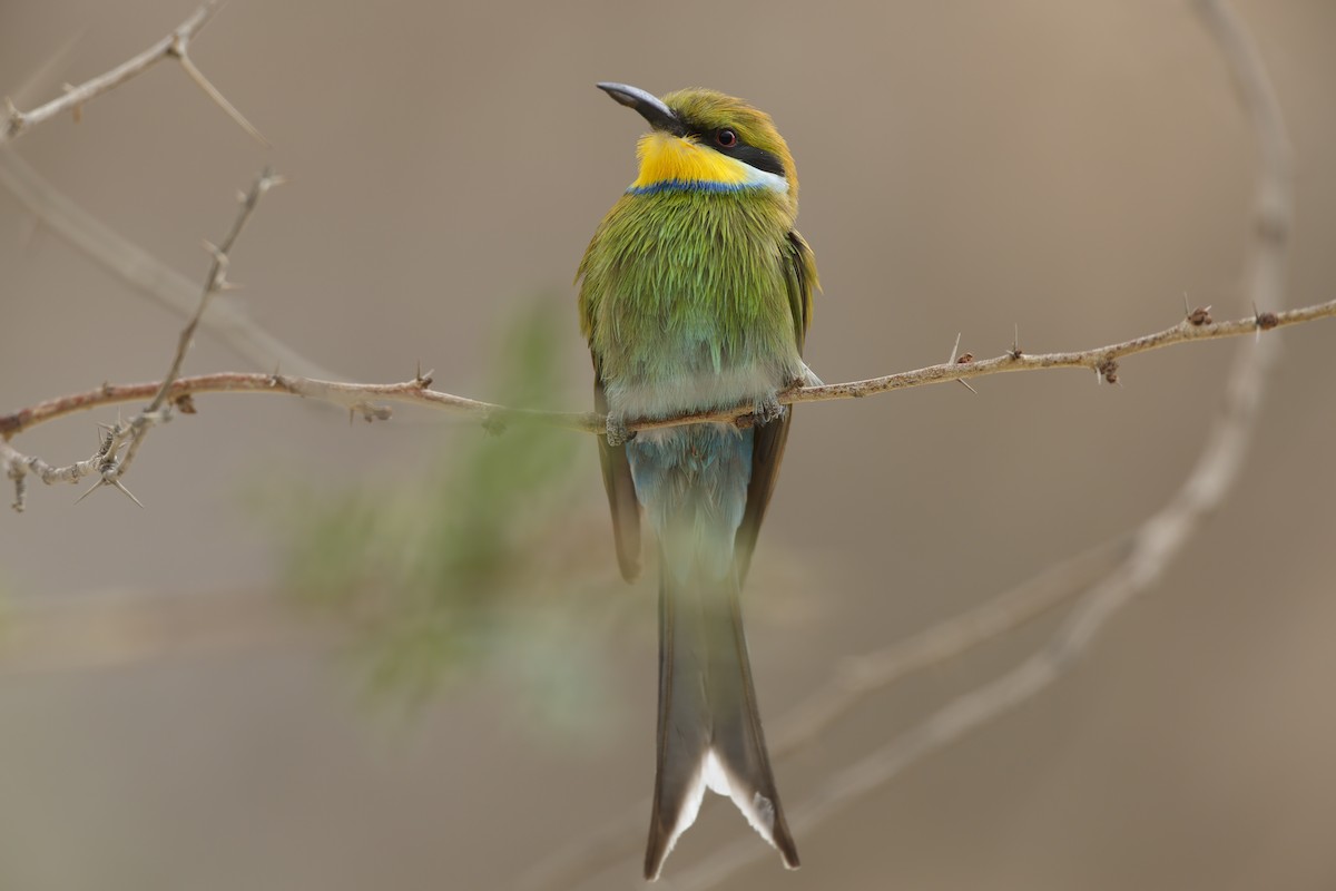 Swallow-tailed Bee-eater - ML294376801