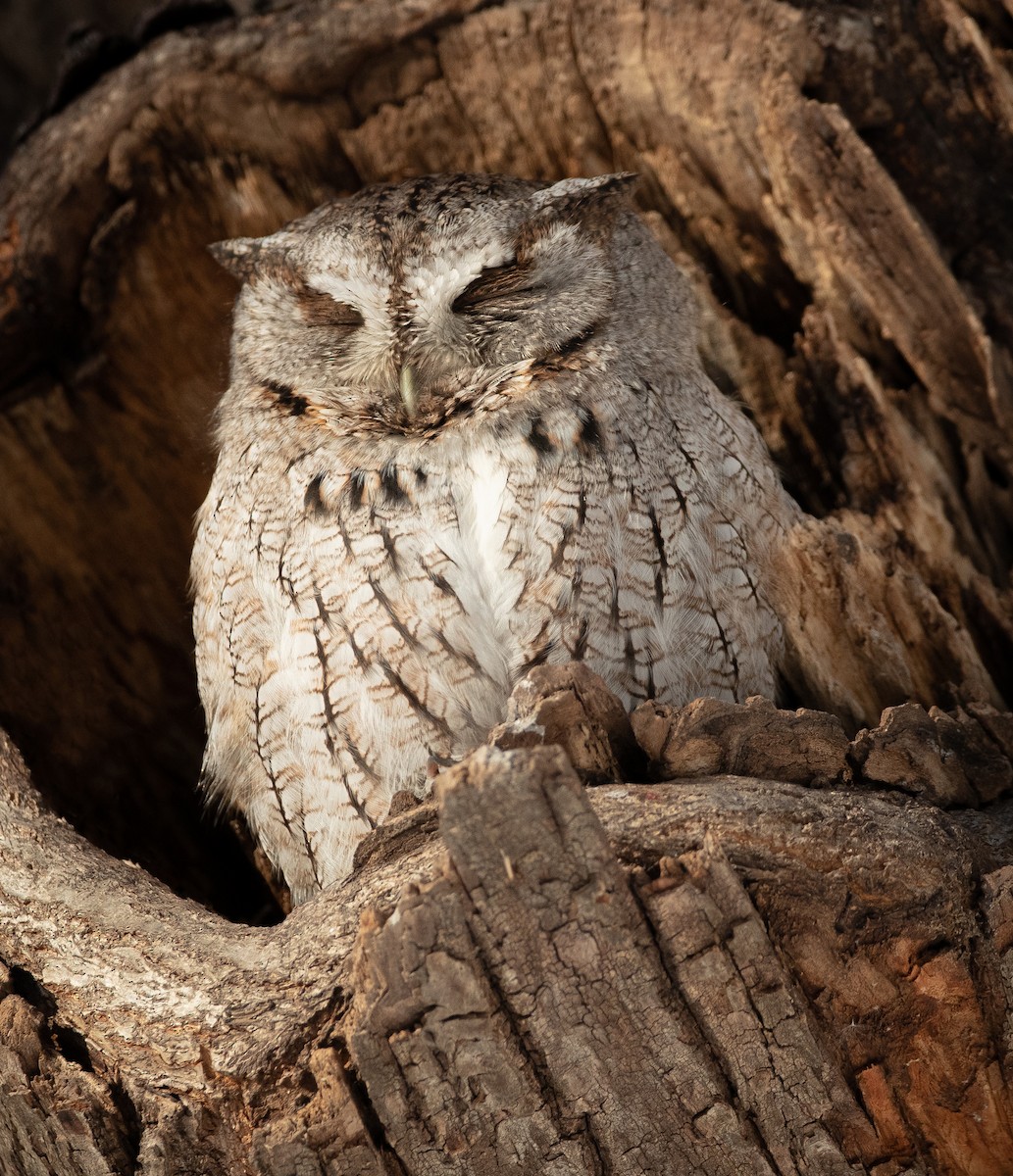 Eastern Screech-Owl - Andy Witchger