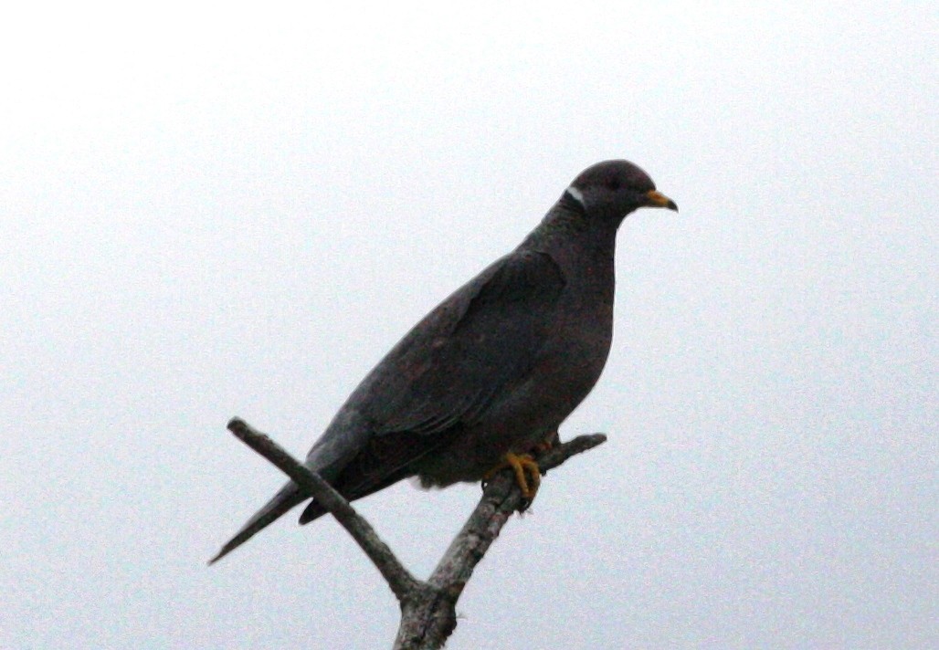 Band-tailed Pigeon - Nels Nelson