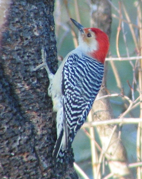 Red-bellied Woodpecker - ML294381461