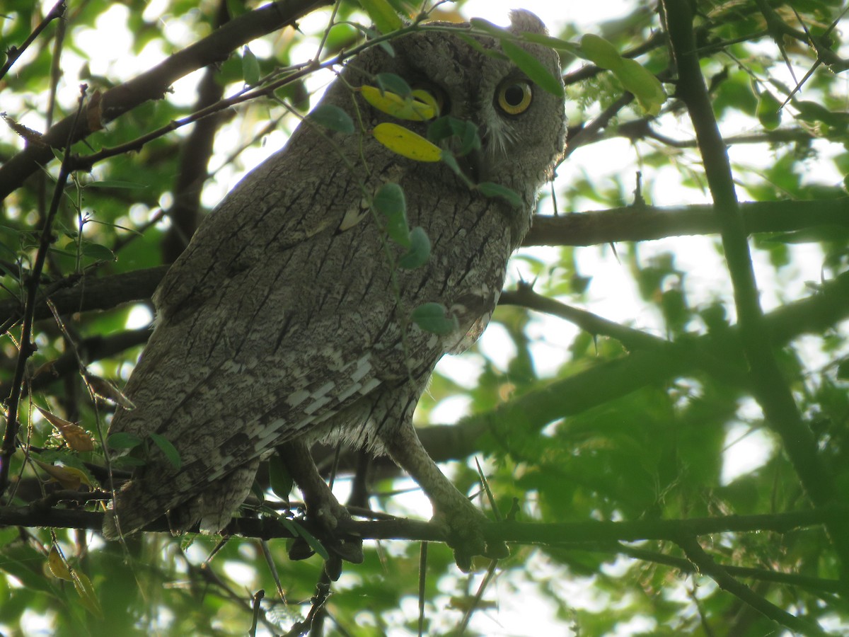 Pallid Scops-Owl - Krishnamoorthy Muthirulan