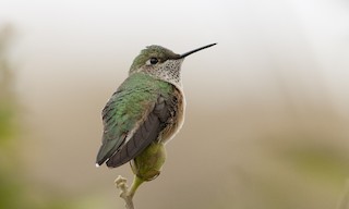  - Broad-tailed Hummingbird