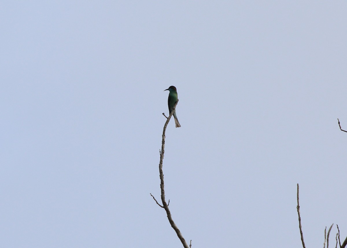 Blue-throated Bee-eater - ML294401641