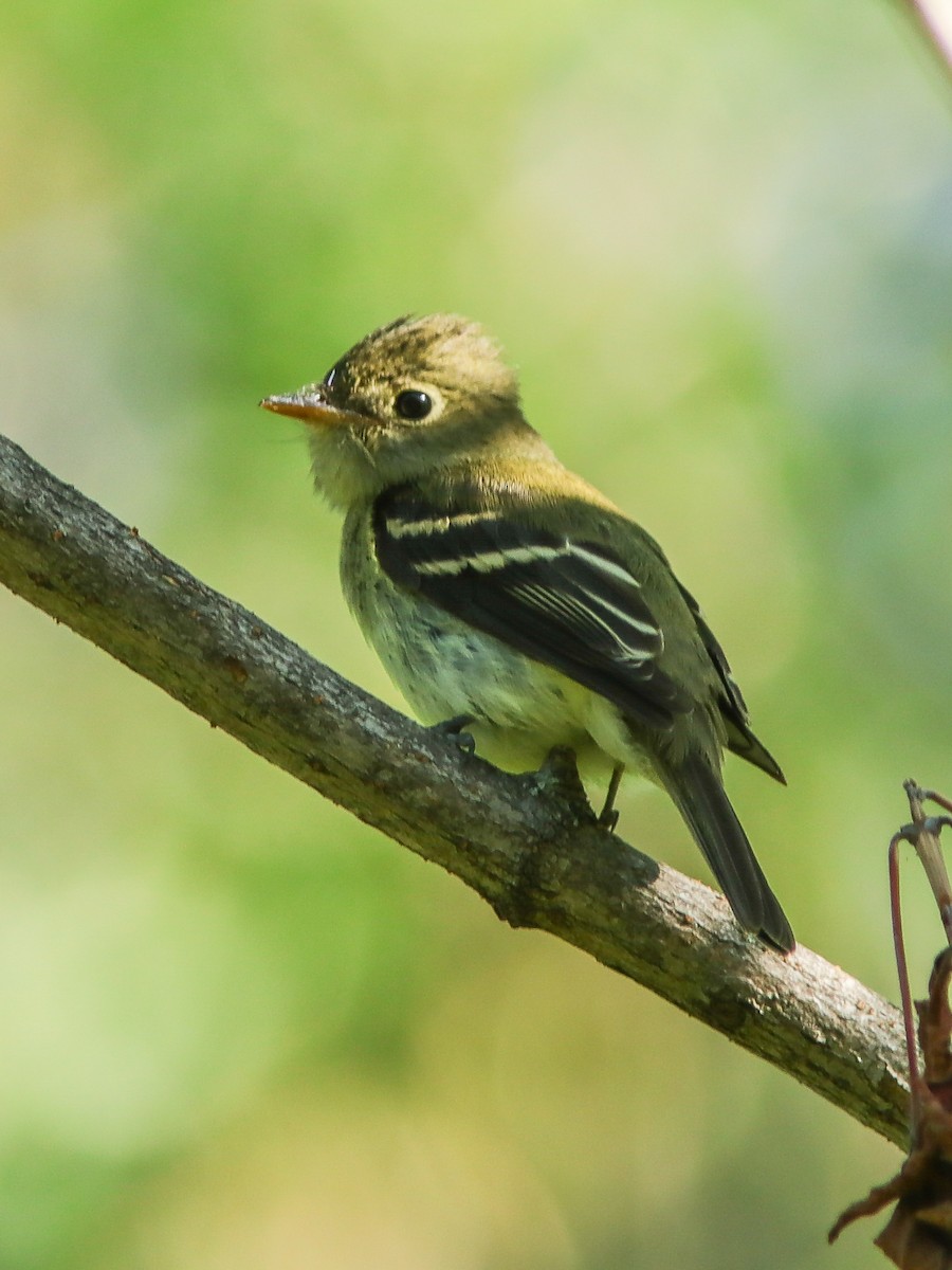 Yellow-bellied Flycatcher - Marc Boisvert