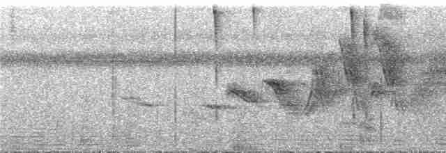kolibřík křivozobec - ML294403