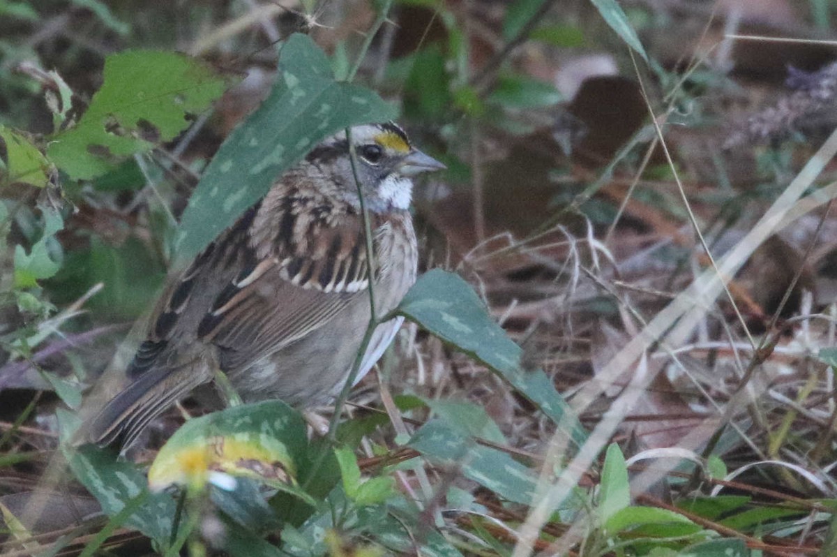White-throated Sparrow - ML294405491