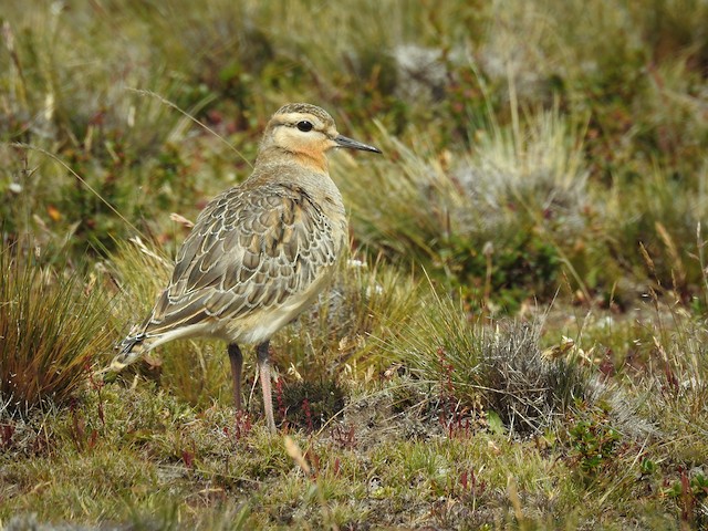 Tawny-throated Dotterel undergoing Preformative Molt (subspecies <em class="SciName notranslate">ruficollis</em>).&nbsp; - Tawny-throated Dotterel - 