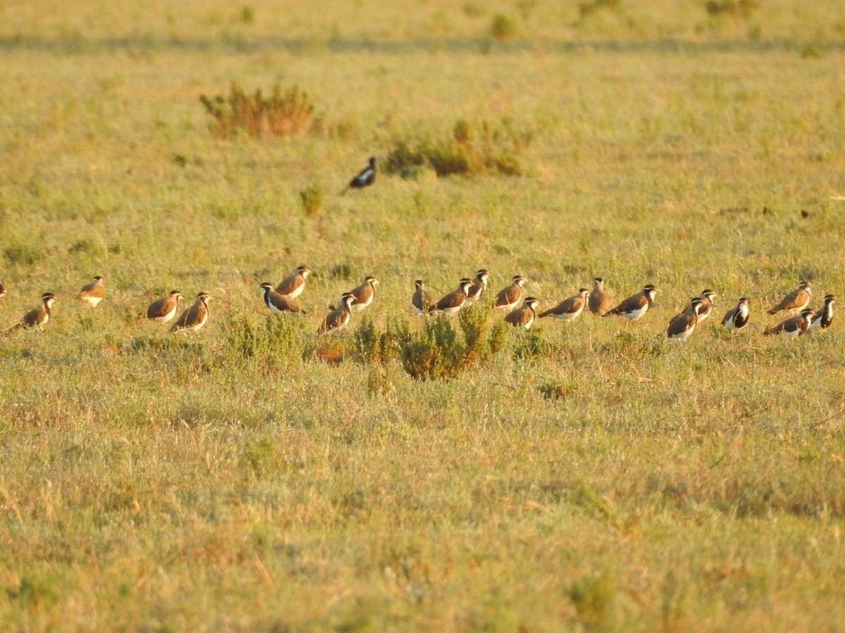 Banded Lapwing - ML294413051