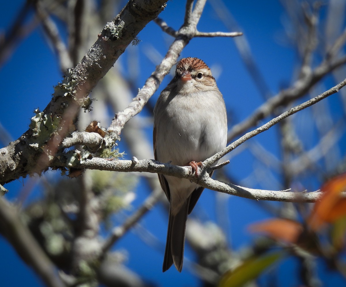Chipping Sparrow - Judy Fairchild