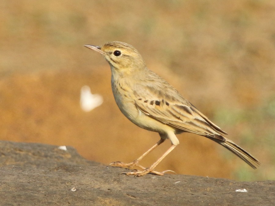 pipit sp. eBird