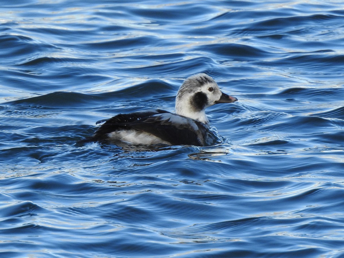 Long-tailed Duck - Pam Hawkes
