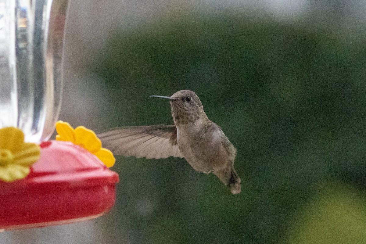 Calliope Hummingbird - ML294423951