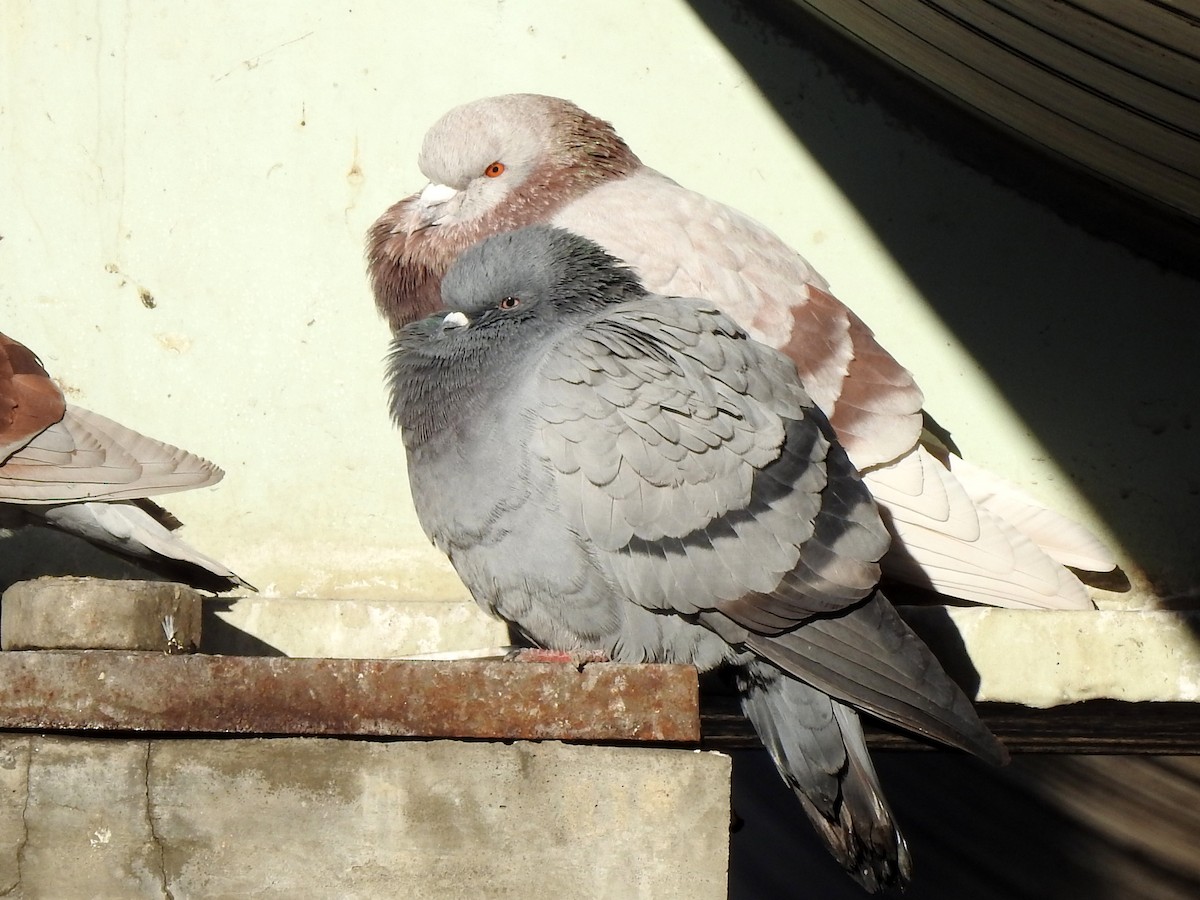 Rock Pigeon (Feral Pigeon) - ML294425261