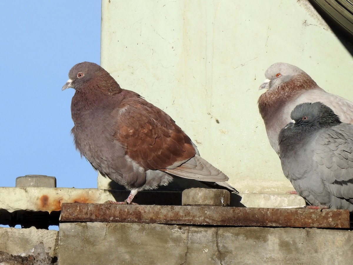 Rock Pigeon (Feral Pigeon) - ML294425291