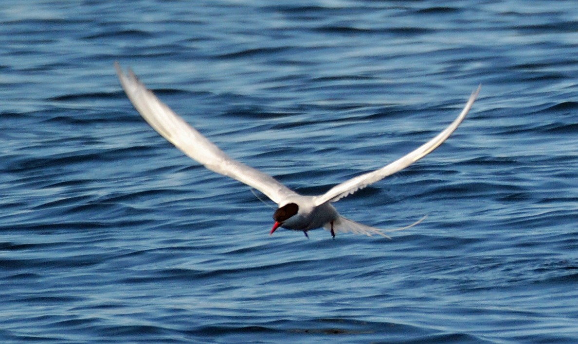 Arctic Tern - Michael J Good