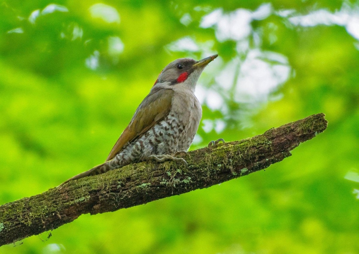 Japanese Woodpecker - Koel Ko
