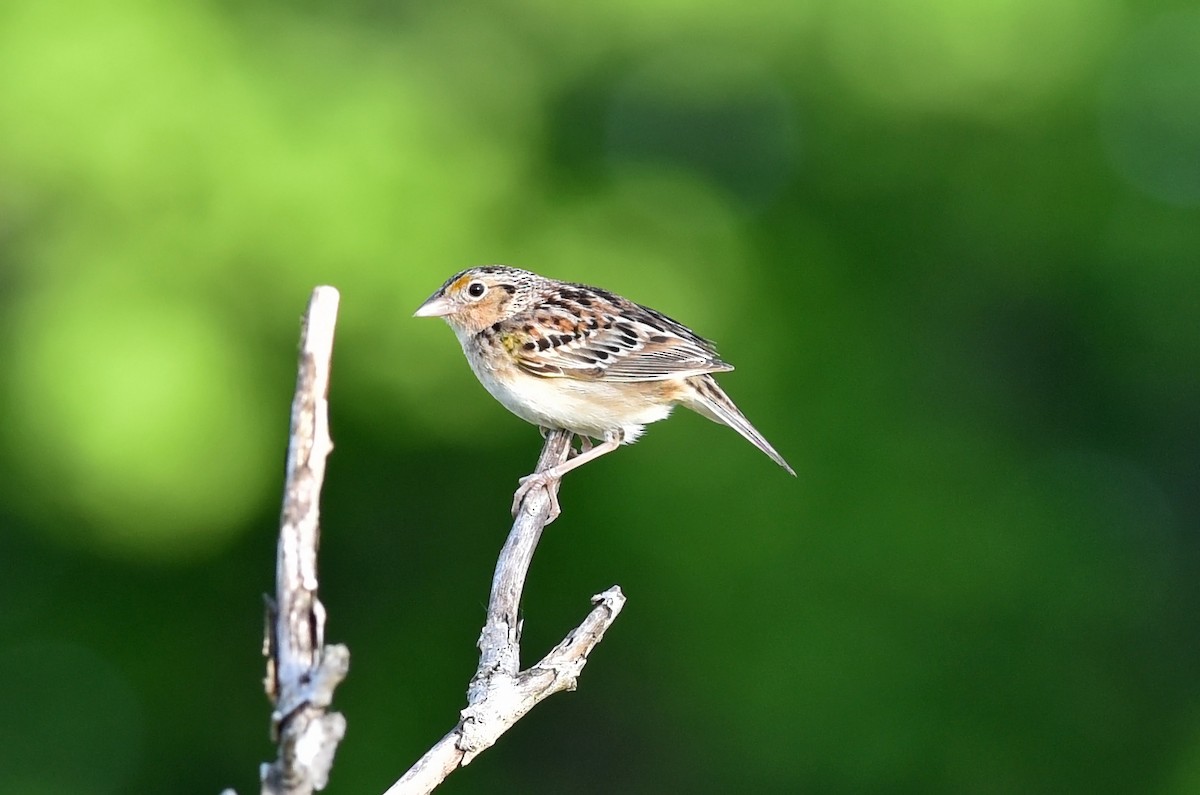 Grasshopper Sparrow - ML29443261