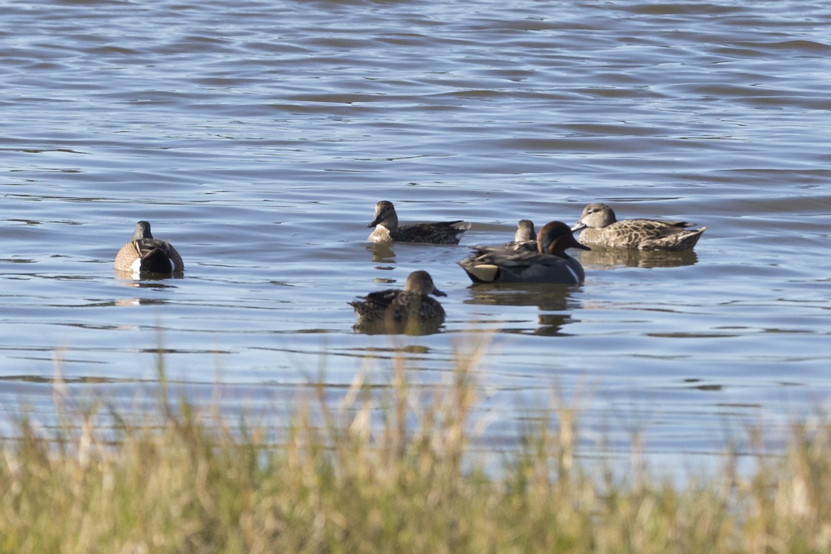 Green-winged Teal - ML294436861