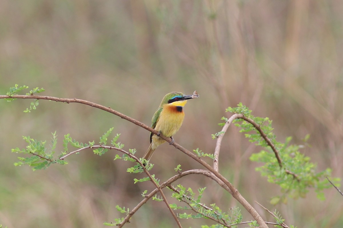 Little Bee-eater - ML294437501