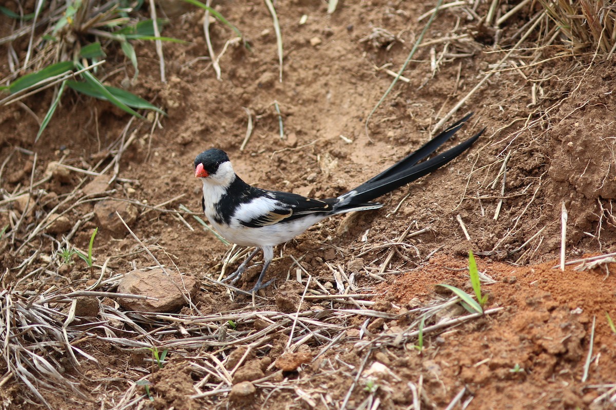 Pin-tailed Whydah - ML294437991