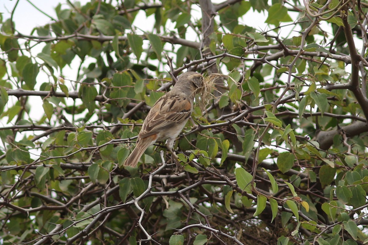 Kenya Rufous Sparrow - george parker
