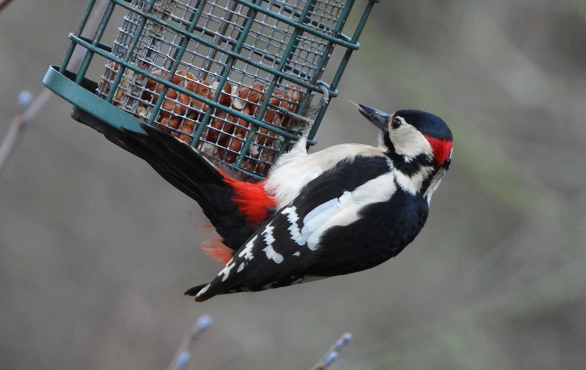 Great Spotted Woodpecker - ML294439631