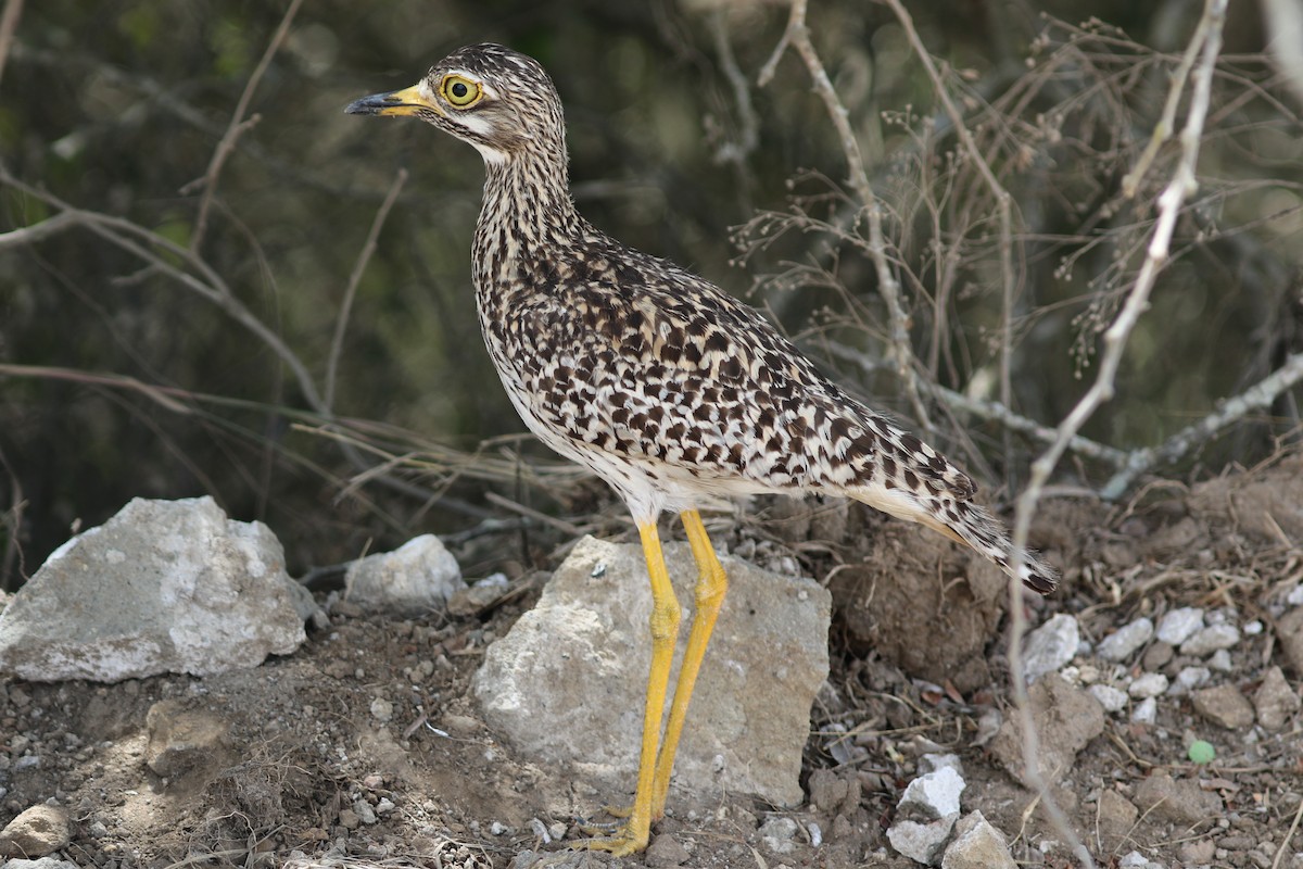 Spotted Thick-knee - ML294439681