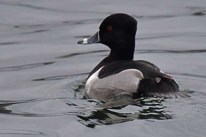Ring-necked Duck - ML294442971