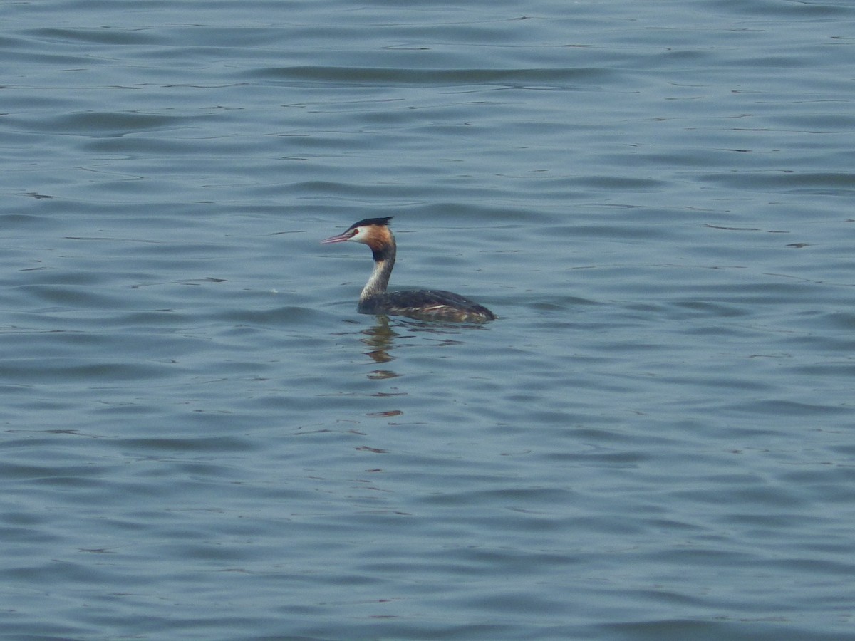 Great Crested Grebe - ML294447281