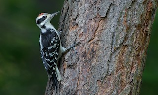  - Hairy Woodpecker (Eastern)